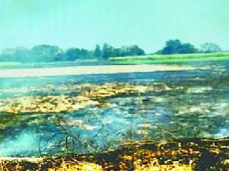 ten acres of sugarcane crop turn to  Ash from  fire 
